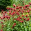 Monarda 'Jacob Cline' -Planticaa Sales Store x600 15261
