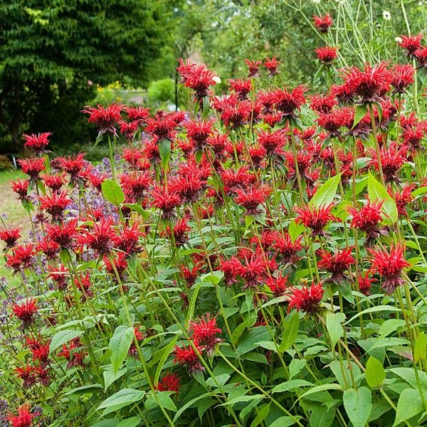 Monarda 'Jacob Cline' 3 Monarda 'Jacob Cline'