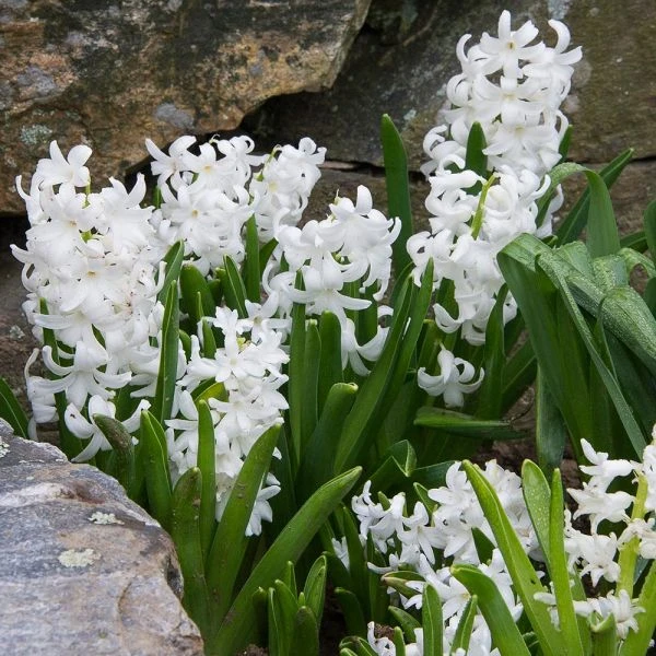 Hyacinthus Orientalis 'Carnegie' 5 Hyacinthus Orientalis 'Carnegie' - Image 3