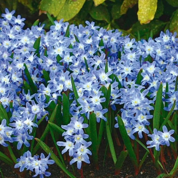 Pollinator Bulb Collection 4 Pollinator Bulb Collection - Image 2