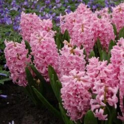 Hyacinthus May Day Bouquet Mix -Planticaa Sales Store x600 15295