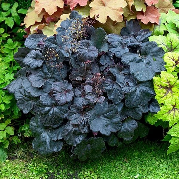 Heuchera 'Obsidian' 4 Heuchera 'Obsidian' - Image 2