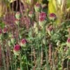 Allium Sphaerocephalon 1 Allium Sphaerocephalon -Planticaa Sales Store x600 15305