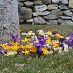 Farewell To Winter Crocus Mix -Planticaa Sales Store x600 15427