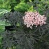 Sambucus Nigra F. Porphyrophylla Black Lace® -Planticaa Sales Store x600 15571