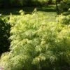 Sambucus Racemosa Lemony Lace® -Planticaa Sales Store x600 15573