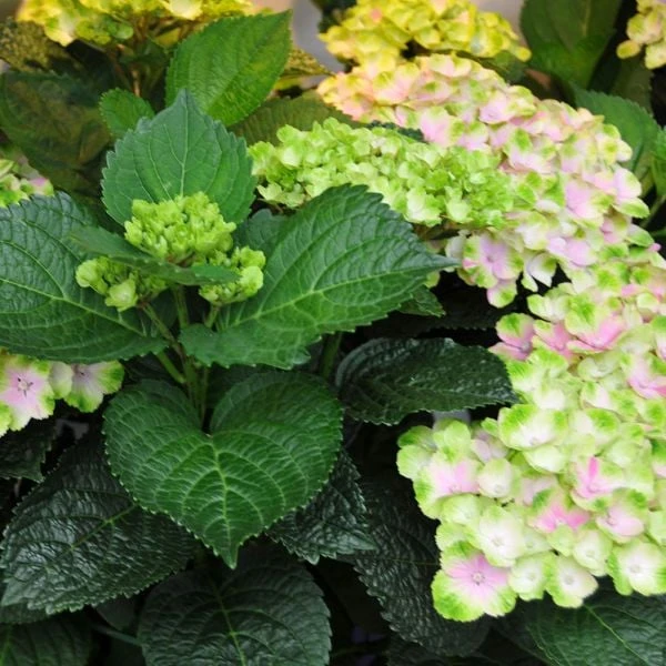 Hydrangea Macrophylla Everlasting® Amethyst 5 Hydrangea Macrophylla Everlasting® Amethyst - Image 3