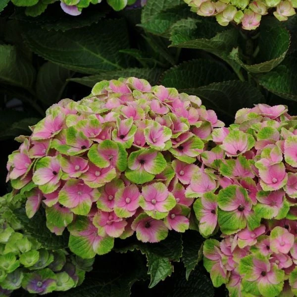 Hydrangea Macrophylla Everlasting® Amethyst 6 Hydrangea Macrophylla Everlasting® Amethyst - Image 4