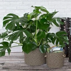 Black & Tan Rope Basket, Small 10 Black & Tan Rope Basket, Small -Planticaa Sales Store x600 15654