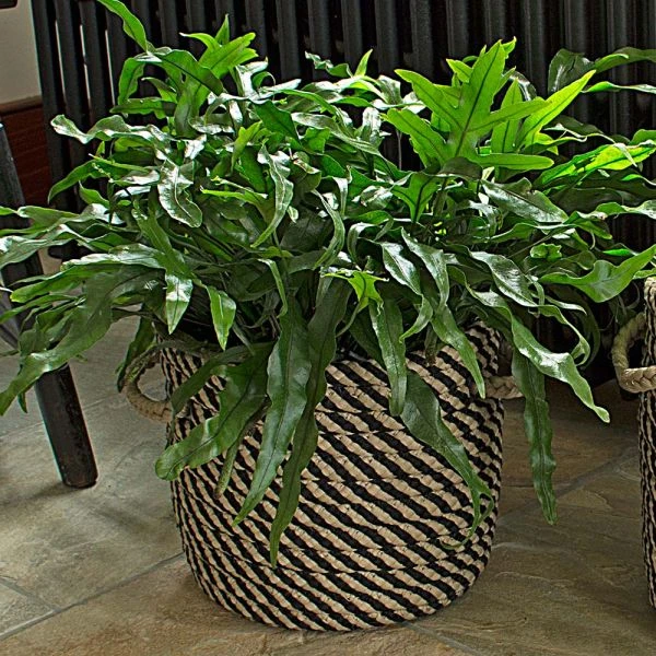 Black & Tan Rope Basket, Small 4 Black & Tan Rope Basket, Small - Image 2