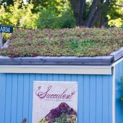 Sedum Tile® Color Splash 16 Sedum Tile® Color Splash -Planticaa Sales Store x600 15954