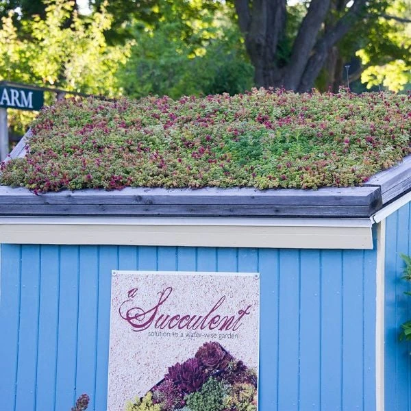 Sedum Tile® Color Splash 9 Sedum Tile® Color Splash - Image 7