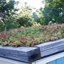 Sedum Tile® Color Splash 17 Sedum Tile® Color Splash -Planticaa Sales Store x600 15955