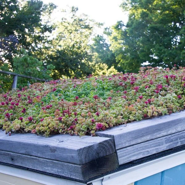 Sedum Tile® Color Splash 10 Sedum Tile® Color Splash - Image 8