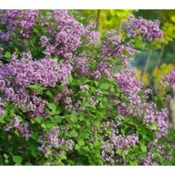 Syringa Bloomerang® Dark Purple -Planticaa Sales Store x600 16109