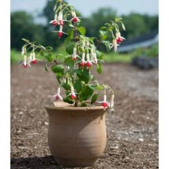 Cretan Pot Idomeneas