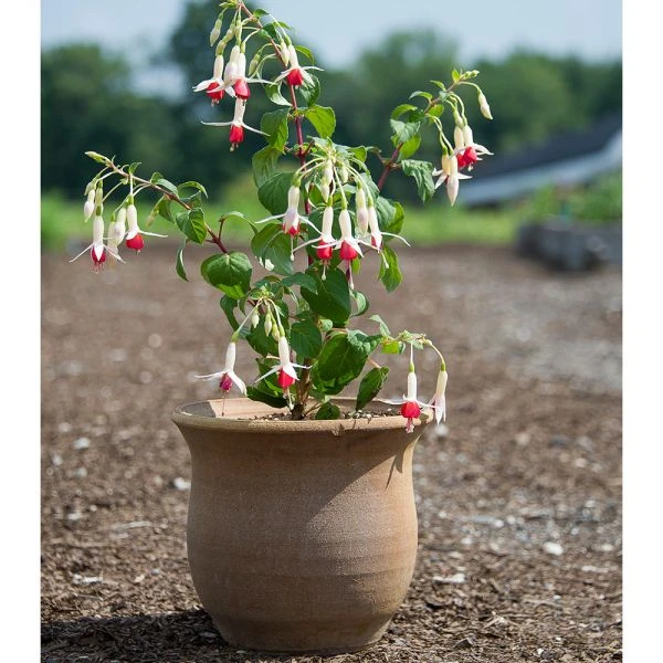 Cretan Pot Idomeneas 3 Cretan Pot Idomeneas