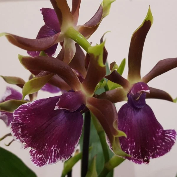 Zygopetalum Orchid 'Red Bird' 4 Zygopetalum Orchid 'Red Bird' - Image 2