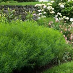 Amsonia Hubrichtii -Planticaa Sales Store x600 16179
