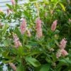 Clethra Alnifolia 'Ruby Spice' 1 Clethra Alnifolia 'Ruby Spice' -Planticaa Sales Store x600 16180