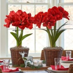 Dark Green Amaryllis Stake -Planticaa Sales Store x600 16328