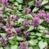 Lamium Maculatum 'Purple Dragon' 1 Lamium Maculatum 'Purple Dragon' -Planticaa Sales Store x600 16341