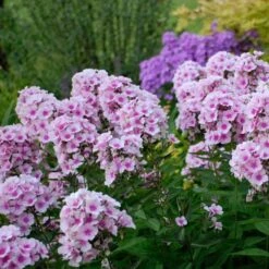 Phlox Paniculata 'Bright Eyes' -Planticaa Sales Store x600 16367