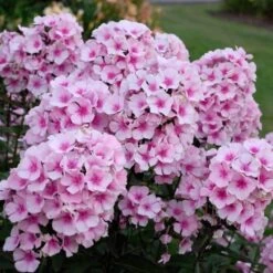 Phlox Paniculata 'Bright Eyes' -Planticaa Sales Store x600 16368
