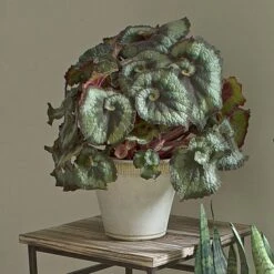 Begonia 'Escargot' In Farnham Pot And Saucer -Planticaa Sales Store x600 16372