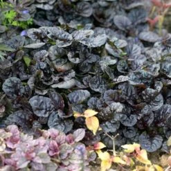 Ajuga Reptans 'Black Scallop'