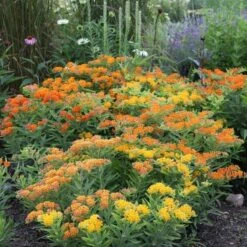 Monarch Butterfly Perennial Garden -Planticaa Sales Store x600 16438 1