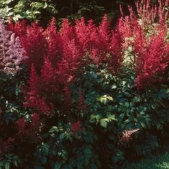 Astilbe X Arendsii 'Fanal' -Planticaa Sales Store x600 16439