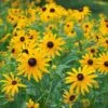 Rudbeckia Fulgida Sullivantii 'Goldsturm' 2 Rudbeckia Fulgida Sullivantii 'Goldsturm' -Planticaa Sales Store x600 16737