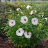 Hibiscus Summerific® 'Ballet Slippers' -Planticaa Sales Store x600 16837