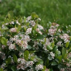 Aronia Melanocarpa Low Scape® Mound