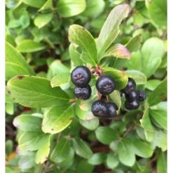 Aronia Melanocarpa Low Scape® Mound -Planticaa Sales Store x600 16890