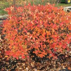 Aronia Melanocarpa Low Scape® Mound -Planticaa Sales Store x600 16891