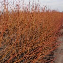Cornus Sanguinea Arctic Sun® -Planticaa Sales Store x600 16909