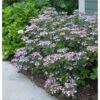 Hydrangea Serrata Tiny Tuff Stuff™ - 1 Gallon Pot -Planticaa Sales Store x600 16922 1