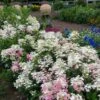 Hydrangea Paniculata Little Quick Fire® -Planticaa Sales Store x600 16929