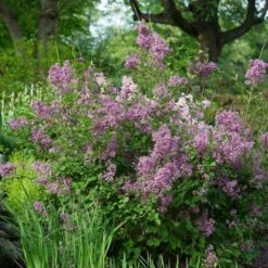 Syringa Bloomerang® Dark Purple -Planticaa Sales Store x600 16944