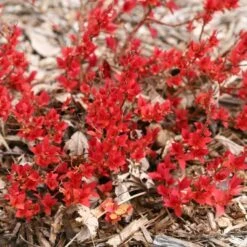 Spiraea Japonica Double Play® Candy Corn® -Planticaa Sales Store x600 16954