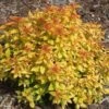 Spiraea Japonica Double Play® Candy Corn® 2 Spiraea Japonica Double Play® Candy Corn® -Planticaa Sales Store x600 16955