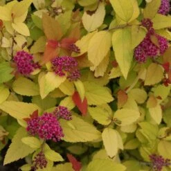Spiraea Japonica Double Play® Candy Corn® -Planticaa Sales Store x600 16957