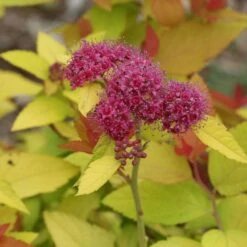 Spiraea Japonica Double Play® Candy Corn® -Planticaa Sales Store x600 16958
