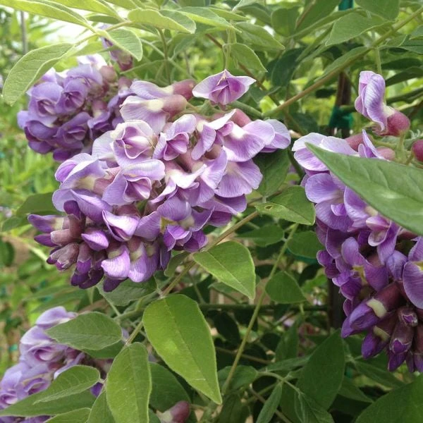 Wisteria Frutescens 'Amethyst Falls' 4 Wisteria Frutescens 'Amethyst Falls' - Image 2