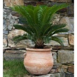 Cretan Pot Gozunta -Planticaa Sales Store x600 17067