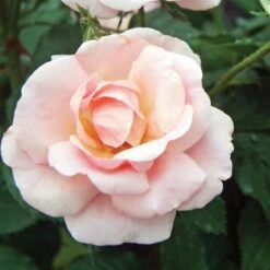 Rose Peachy Knock Out® 10 Rose Peachy Knock Out® -Planticaa Sales Store x600 17224