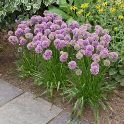 Allium 'Millenium' 10 Allium 'Millenium' -Planticaa Sales Store x600 17251