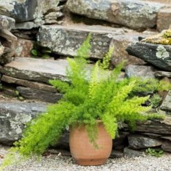 Cretan Pot Idomeneas 8 Cretan Pot Idomeneas -Planticaa Sales Store x600 17262